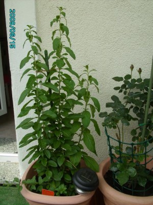 PICT0283.JPG