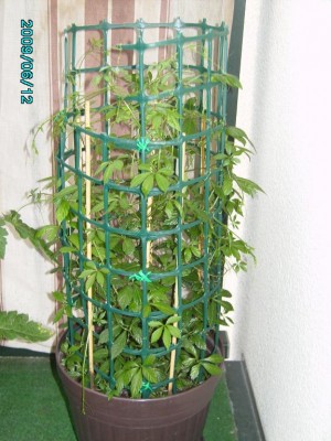PICT0258.JPG