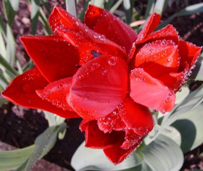 Rote_mehrblütige_Tulpen_klein.jpg