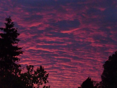 P6120001 (Large).JPG