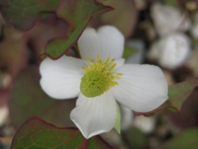 IMG_Houttuynie.JPG