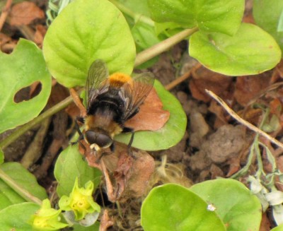 Narzissenschwebfliege-Merodon equestris-3.JPG