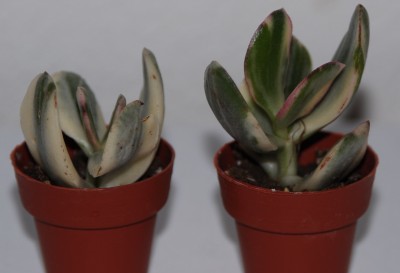 Crassula_ovata_variegata.jpg