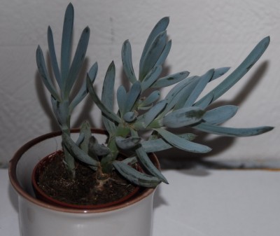 Crassula_Kapf.jpg