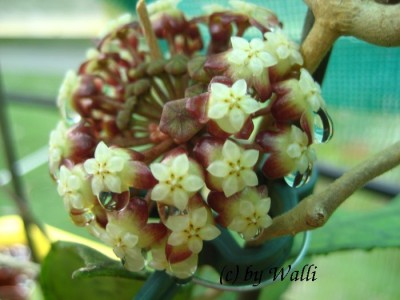 Hoya Finlaysonii Blüte.JPG