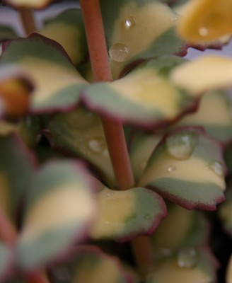 Regentropfen - Sedum sieboldii medio variegata - 16.06.2009.jpg