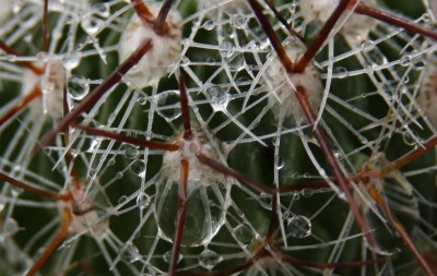 Regentropfen - Stenocactus - 16.06.2009.jpg