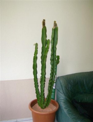 Pflanzen 008 (Small).jpg