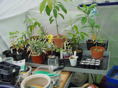 Wannen auf Tisch.jpg