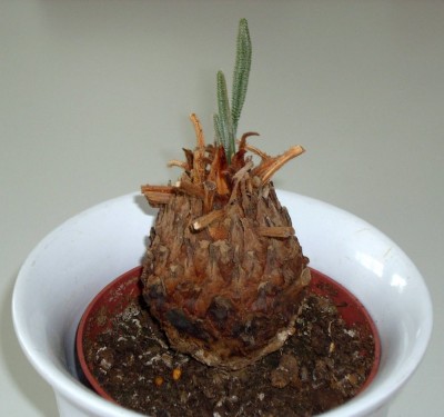 Palmfarn.jpg