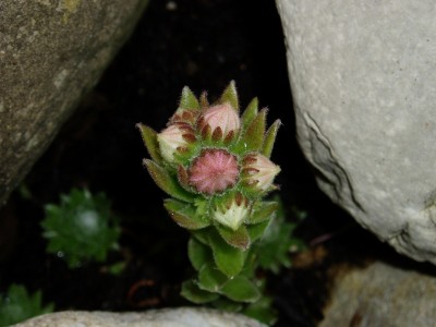 Sempervivum Knospen.JPG