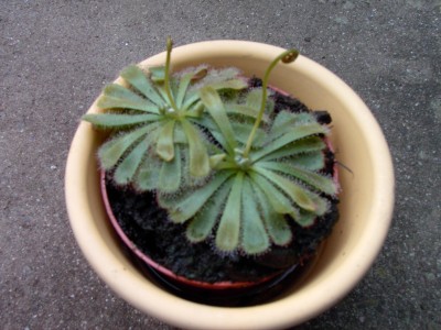IMAG0096.JPG