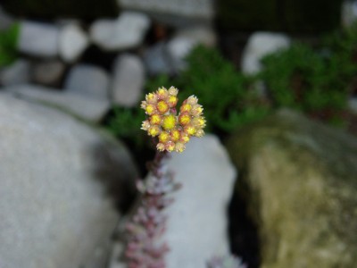 Sedum - keine Ahnung.JPG