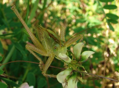 13.06.2009 wer bin ich-von vorne.jpg