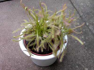 IMAG0095.JPG