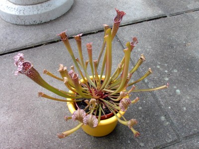 IMAG0094.JPG