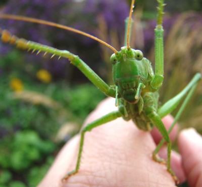 04.10.2008 heuschreck.jpg