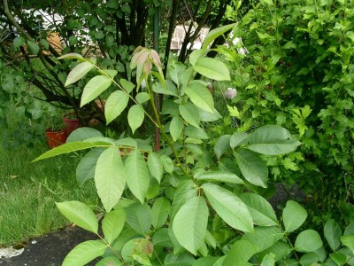 PICT0092.JPG