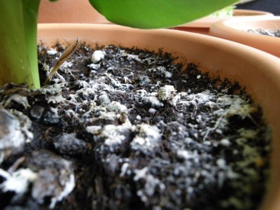 Banane Schimmel (2).JPG