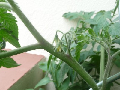Tomatenbluete.JPG