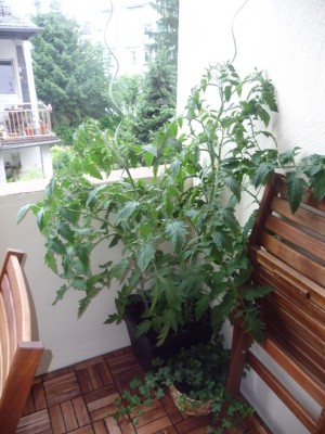 Tomate.JPG