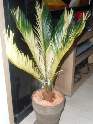 Palme.JPG