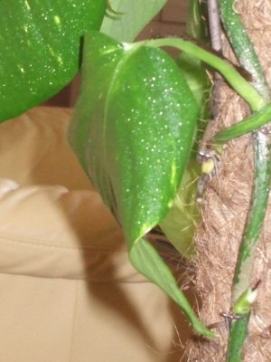 DSCF4332.jpg