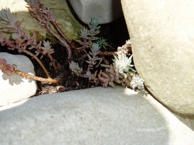 unbekanntes Sedum2.JPG