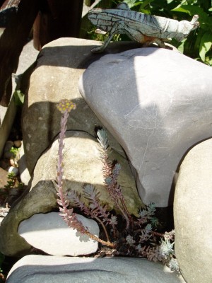 unbekanntes Sedum 1.JPG