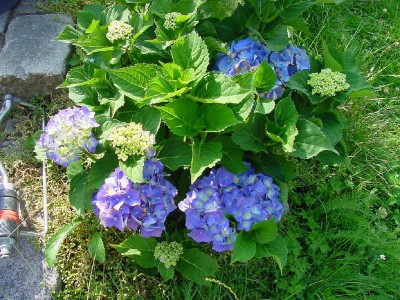 Hortensie.jpg