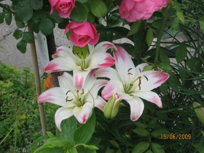 Green2009_2417.jpg