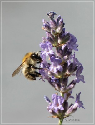 hummel.jpg