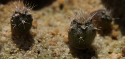 Gymnocalycium baldianum - 17.06.2009.jpg