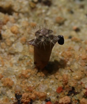 Cleistocactus smaragdiflorus - 17.06.2009.jpg