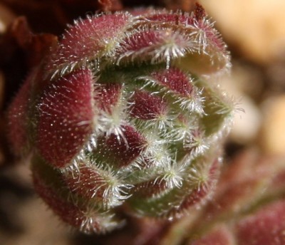 Makro - Sempervivum - 17.06.2009.jpg
