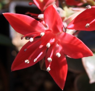 Makro - Graptopetalum bellum Blüte - 17.06.2009 - 2.jpg