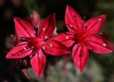 Makro - Graptopetalum bellum Blüte - 17.06.2009 - 1.jpg