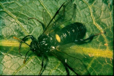 Birken-Blattwespe-Cimbex-femoratus-w.JPG