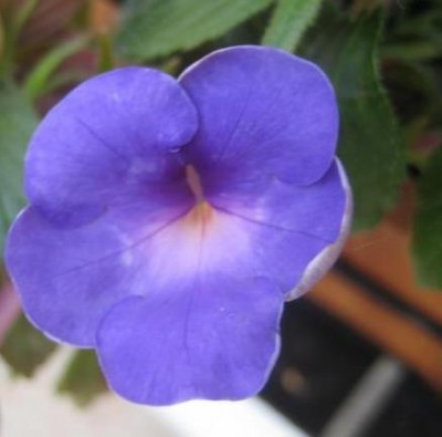 IMG_Snow Princess.JPG