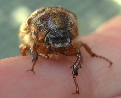 16.06.2009 kleiner kamikazeflieger2.jpg