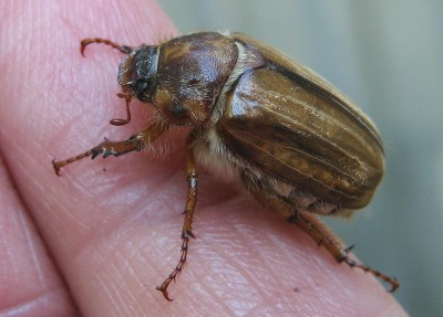 16.06.2009 kleiner kamikazeflieger.jpg