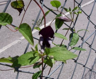 100_4146.JPG
