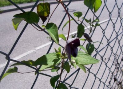 100_4145.JPG