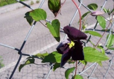 100_4155.JPG