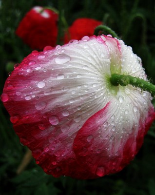15.06.2009 poppy.jpg