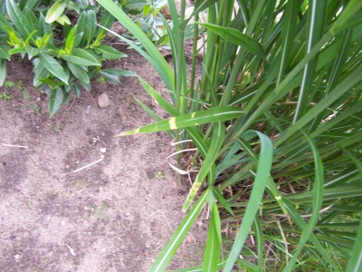 Die Querstreifen kommen.JPG