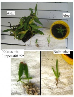 Bild1.jpg