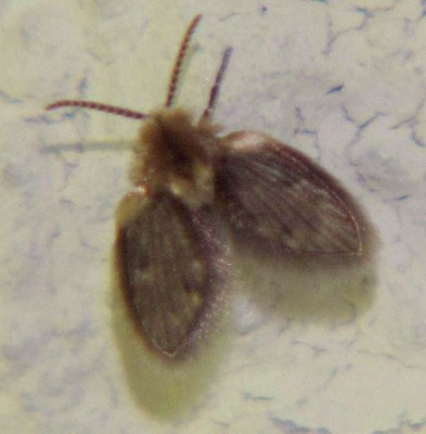 Schmetterlings-Mücke-Pericoma-spec.JPG