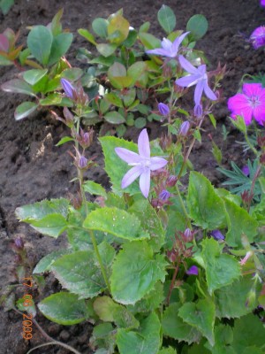 DSCN46890001.JPG