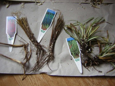 Ziergras Farb-Mischung.jpg